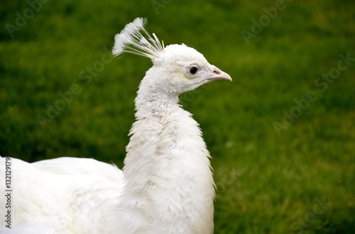 Detail of a white wild peacock and grass