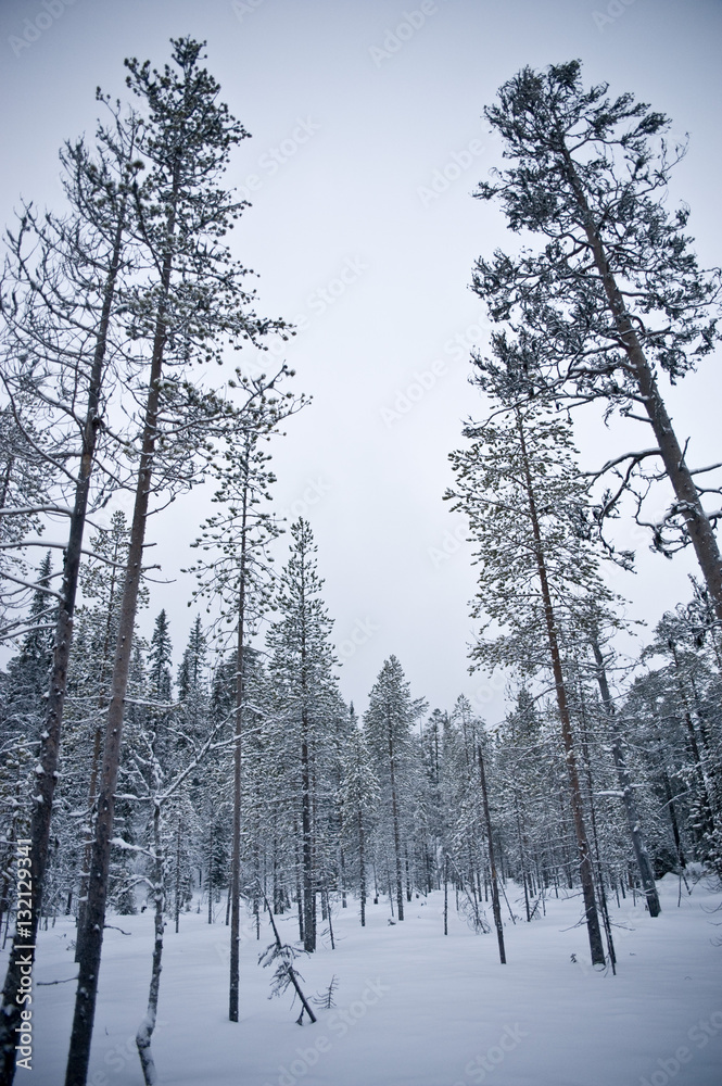 Fototapeta premium Lapland, Luosto