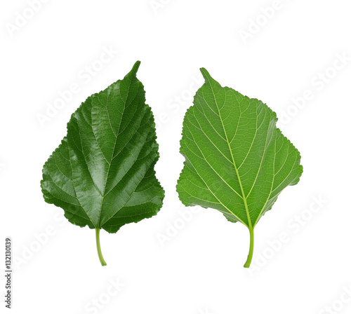 Mulberry leaf on white background.
