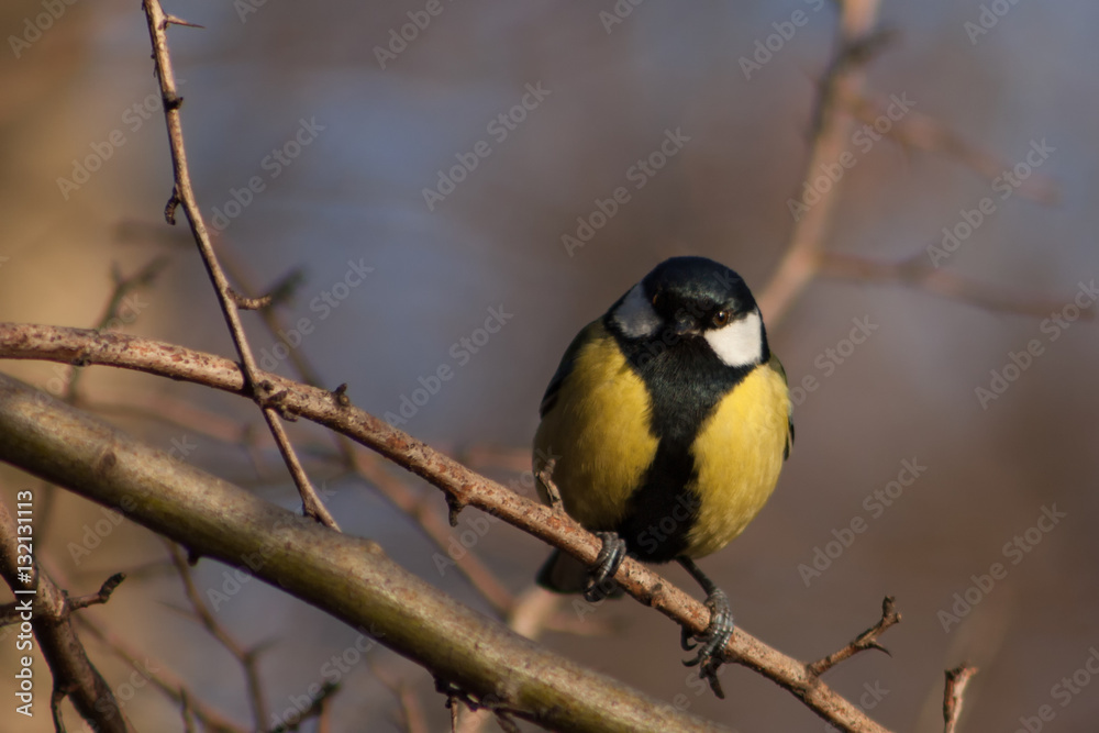 Tit on a branch Tit on a branch