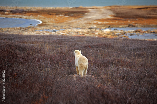 Quadro su tela Eisbär