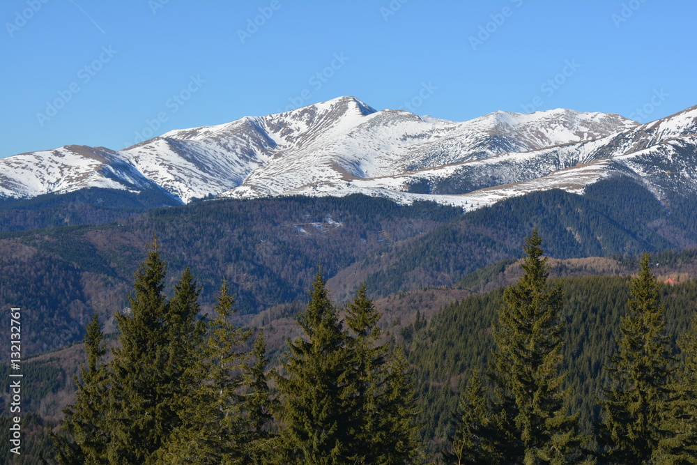 Mountains and pine trees