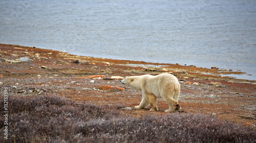 Eisbär