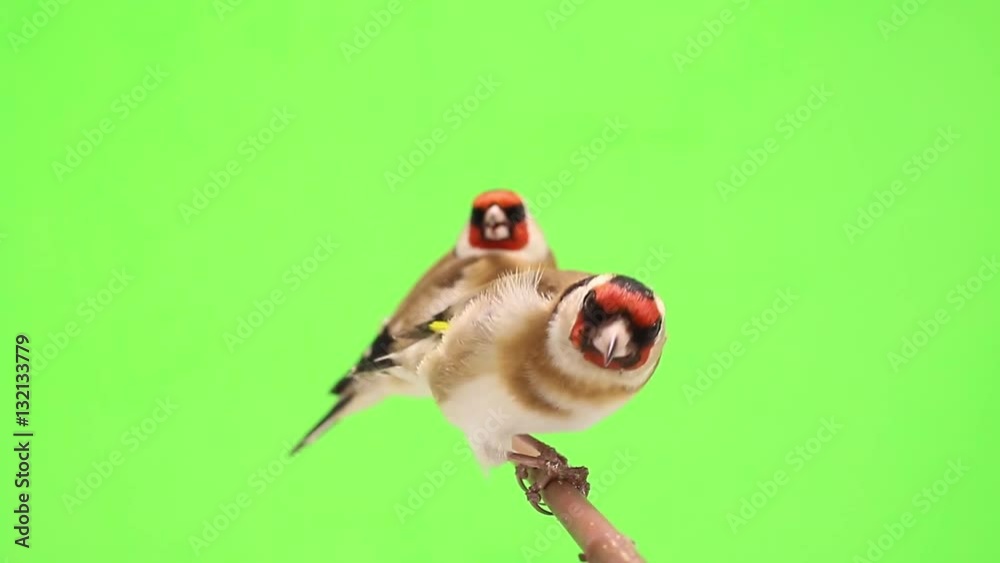 goldfinch moves on a tree branch on green screen