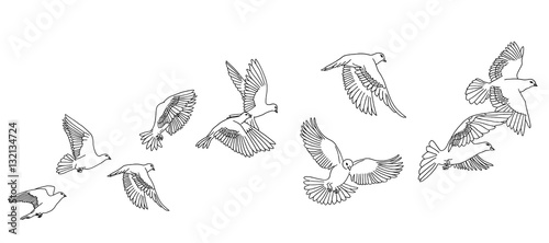 Banner with hand drawn white pigeons or doves