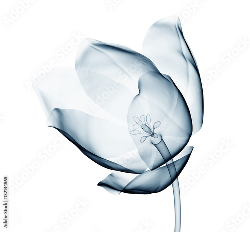 x-ray image of a flower isolated on white , the tulip