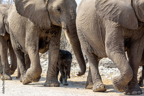 Canvas Print elephant calf safe amongst the legs of her sisters