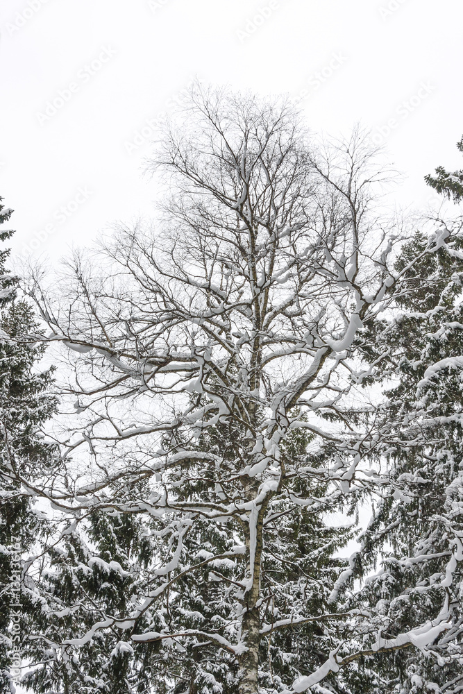Snowy bare tree at winter Snowy bare tree at winter