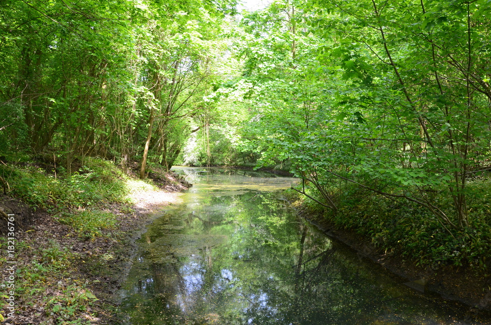 Bach im Wald