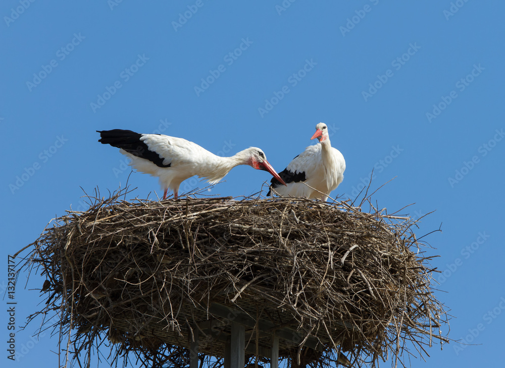 Storchenpaar beim begutachten eines riesigen Nest Storchenpaar beim begutachten eines riesigen Nest