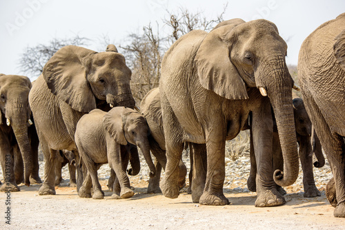 Elephant herd on the march