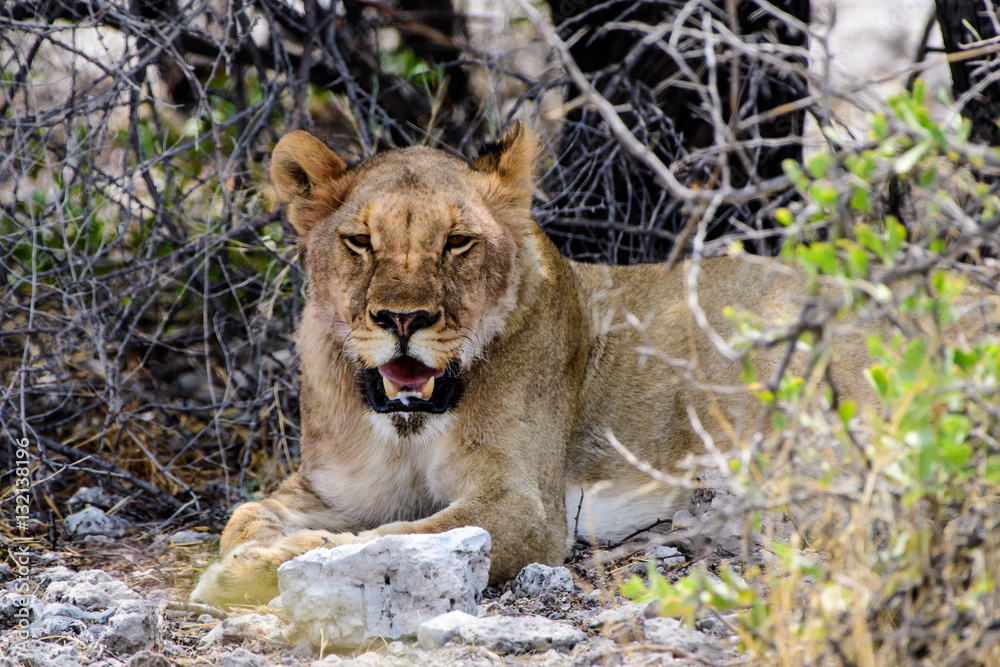 Obraz premium Lioness seeking shade