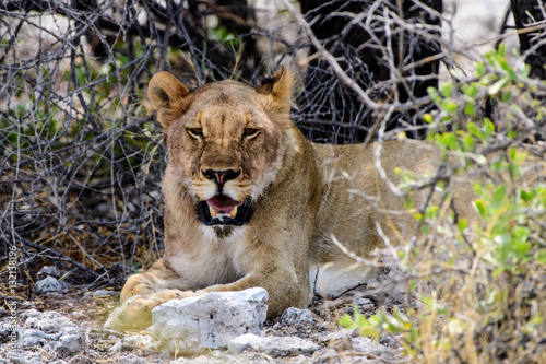 Lioness seeking shade