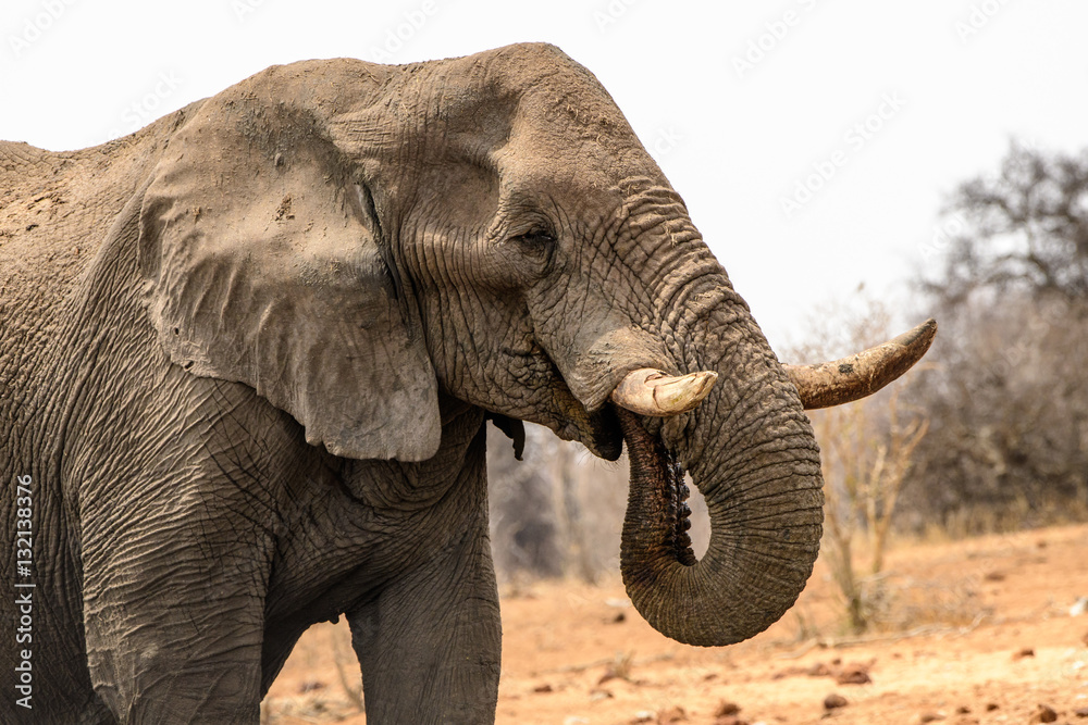 Obraz premium Close up of an African elephant