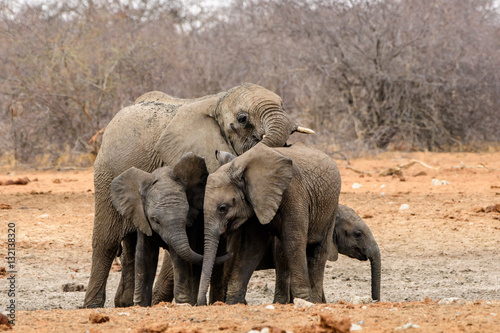 Close knit elephant family