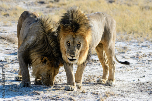 Brother lions greet each other © jtplatt