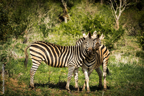 Love between two zebras