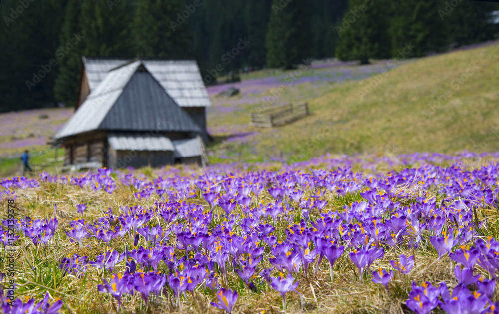 Crocuses in Chocholowska valley, Tatras Mountain, Poland Crocuses in Chocholowska valley, Tatras Mountain, Poland