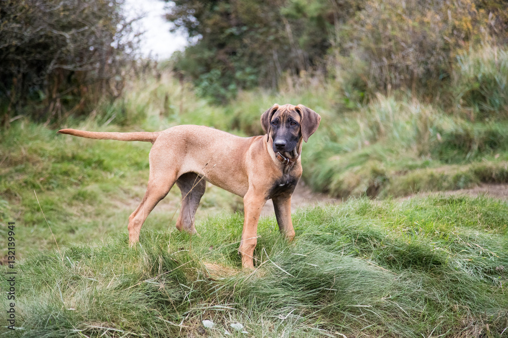 Rhodesian Ridgeback Dog Puppy out exploring the world Rhodesian Ridgeback Dog Puppy out exploring the world