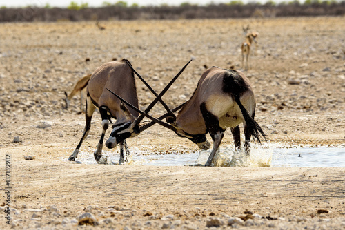Canvas Print Gemsbok fighting