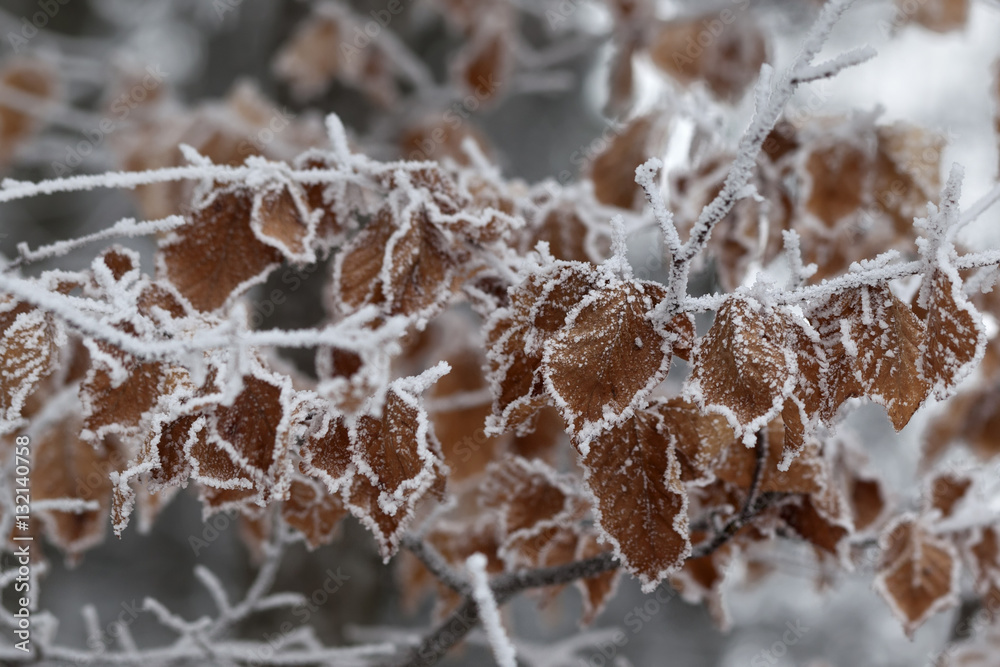 Naklejka premium Frozen tree branch with autumn leaves