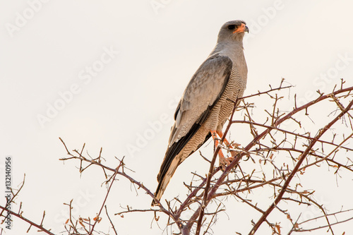 Southern pale chanting goshawk perched in a tree