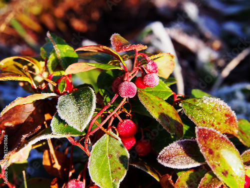 Gaultheria procumbens - eastern teaberry, the checkerberry, the boxberry,  the American wintergreen    photo