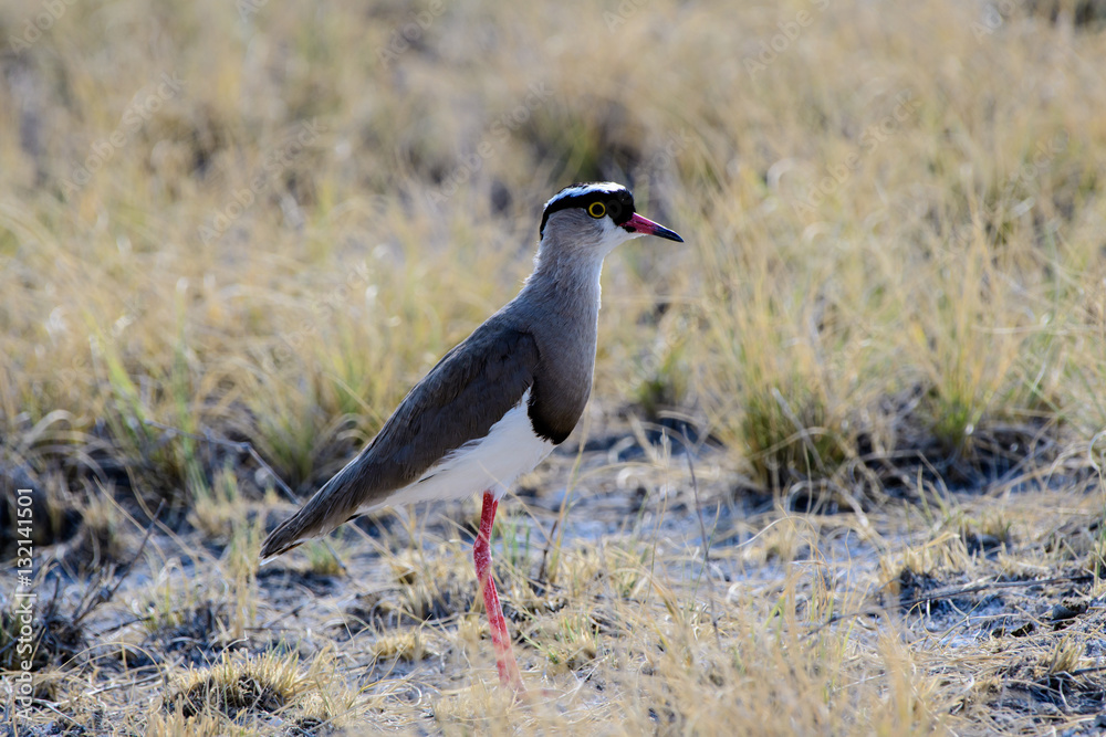 Crowned lapwing foraging Crowned lapwing foraging