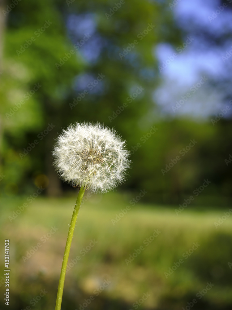 Pusteblume (Löwenzahn) im Spätsommer