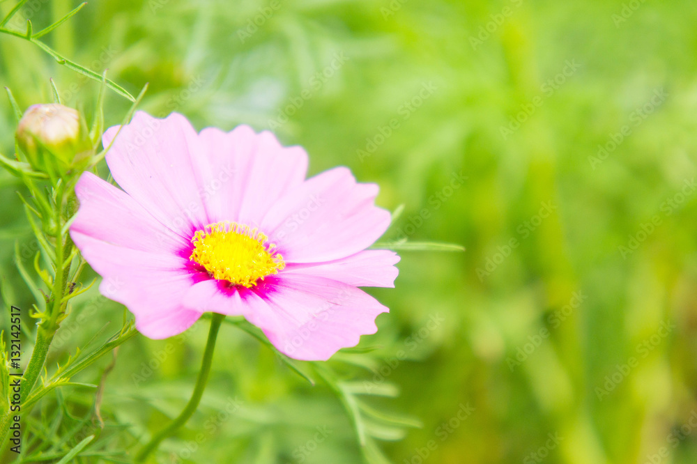 Cosmos flowers in the park , Beautiful flowers in the garden, co Cosmos flowers in the park , Beautiful flowers in the garden, co