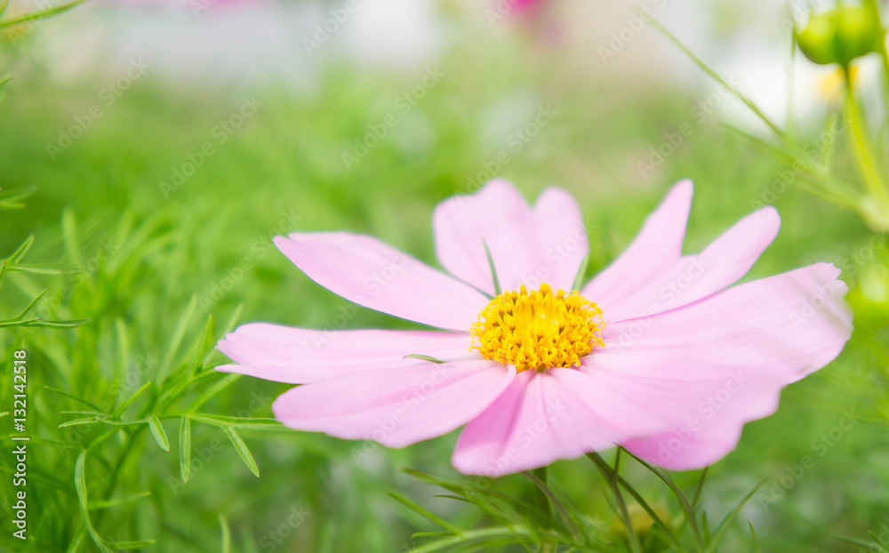 Cosmos flowers in the park , Beautiful flowers in the garden, co Cosmos flowers in the park , Beautiful flowers in the garden, co