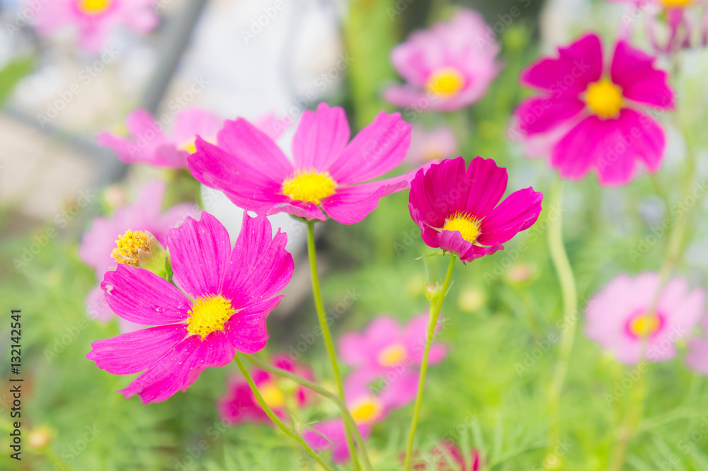 Cosmos flowers in the park , Beautiful flowers in the garden, co Cosmos flowers in the park , Beautiful flowers in the garden, co