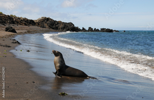 Galapagos Seel  we