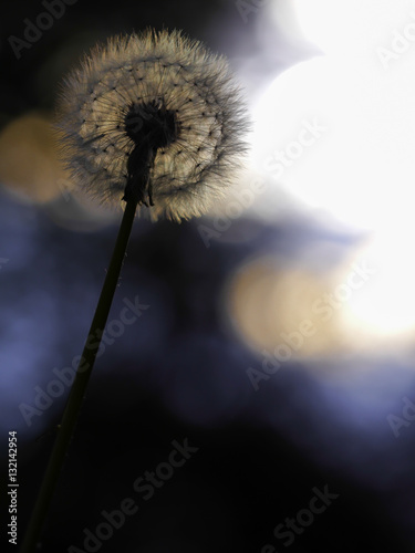 Einzelne Pusteblume im Gegenlicht eines Sonnenuntergangs