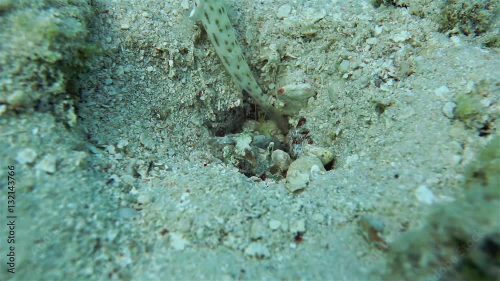 A shrimp Alpheus sp. move gravel out of its burrow, Pacific ocean, motionless underwater scene, Huahine, French Polynesia
A shrimp Alpheus sp. move gravel out of its burrow, Pacific ocean, motionless underwater scene, Huahine, French Polynesia
