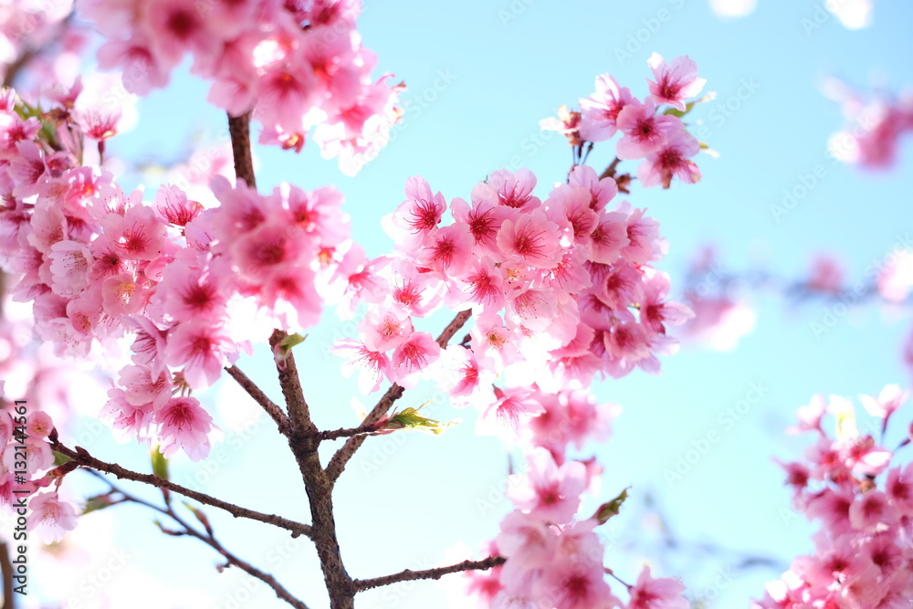 sakura or cherry blossom flowers full blooming with blue sky background as can see in Japan and now on Thailand