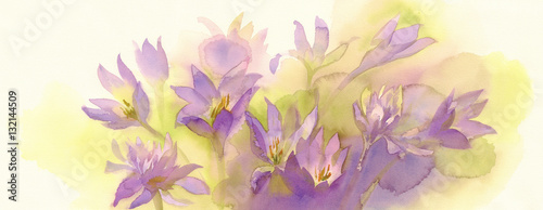 colchicum watercolor background