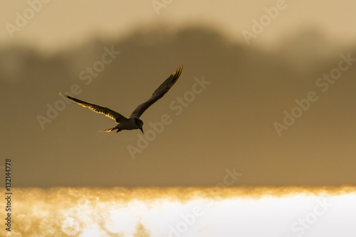 Whiskered Tern in Arugam bay lagoon, Sri Lanka