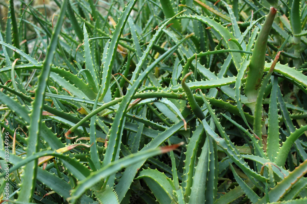 Cactus Cactus