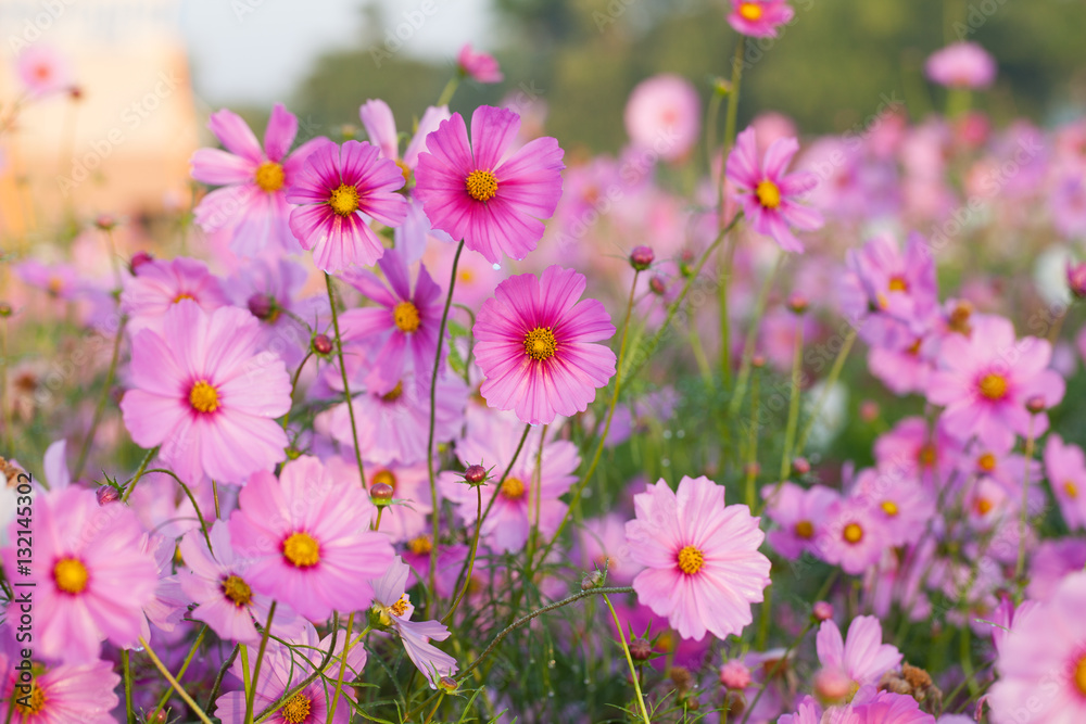 Cosmos flowers blooming in the garden. Winter season. Cosmos flowers blooming in the garden. Winter season.