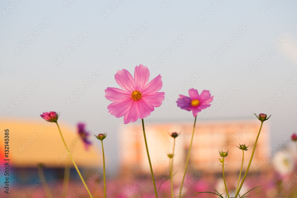 Cosmos flowers blooming in the garden. Winter season. Cosmos flowers blooming in the garden. Winter season.