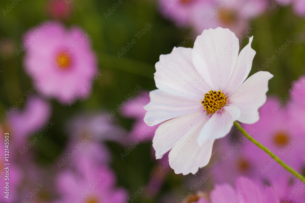 Cosmos flowers blooming in the garden. Winter season. Cosmos flowers blooming in the garden. Winter season.