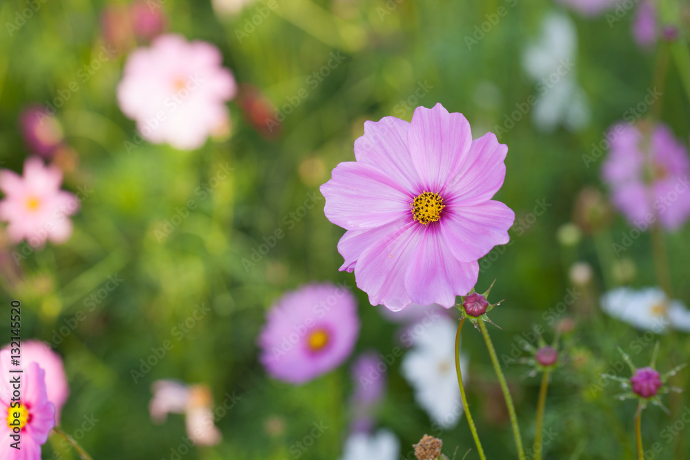 Cosmos flowers blooming in the garden. Winter season. Cosmos flowers blooming in the garden. Winter season.