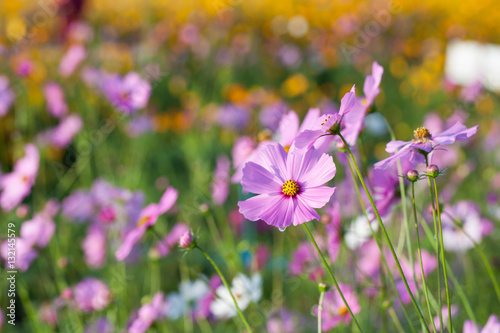 Cosmos flowers blooming in the garden. Winter season.