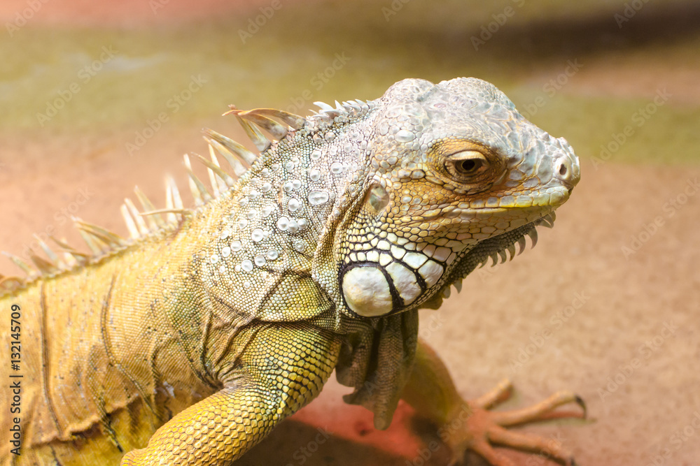 Green iguana (Iguana iguana), close-up photo Green iguana (Iguana iguana), close-up photo