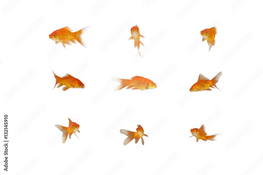 Side view of fish swimming
