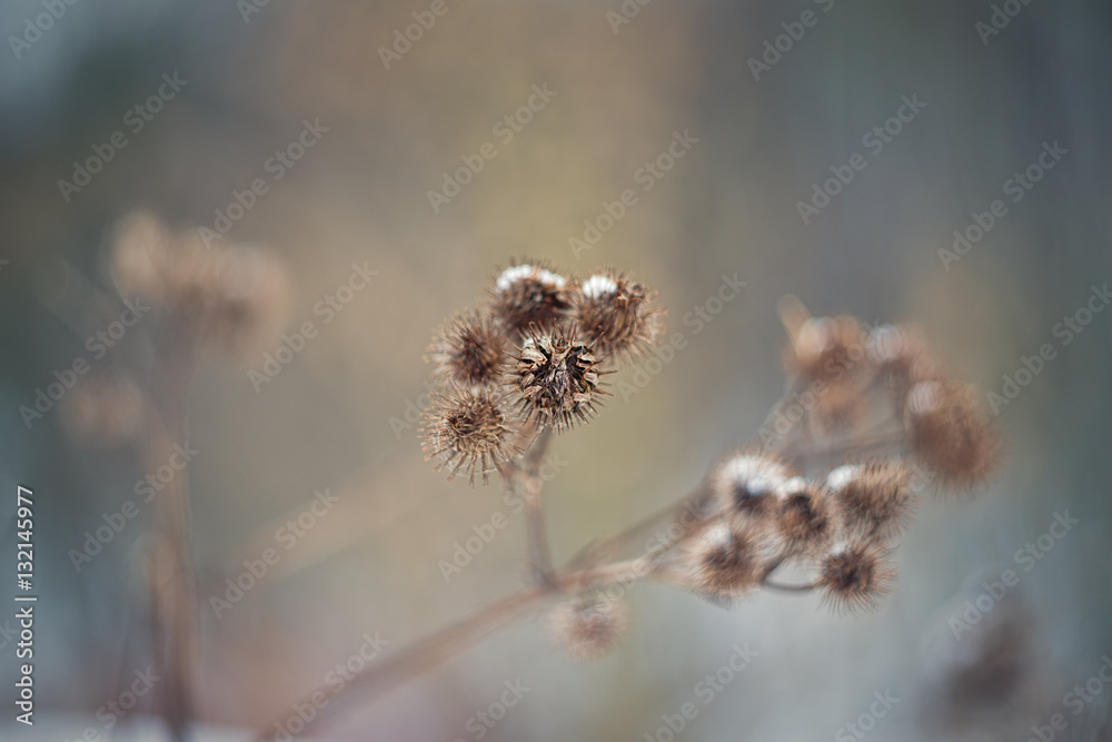 Arctium lappa, commonly called greater burdock, edible burdock, lappa, beggar's buttons, thorny burr or happy major. Arctium lappa, commonly called greater burdock, edible burdock, lappa, beggar's buttons, thorny burr or happy major.