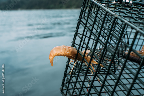 Shrimp trying to escape