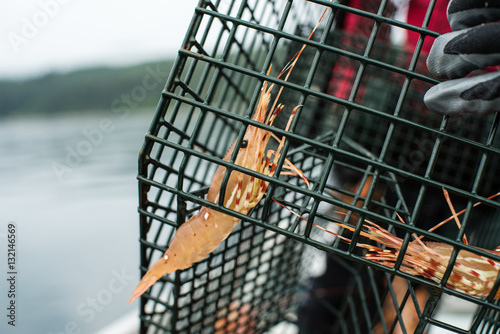 Shrimp in a cage