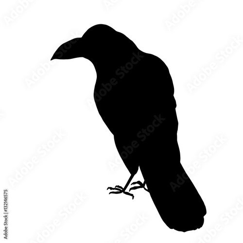 Vector raven silhouette